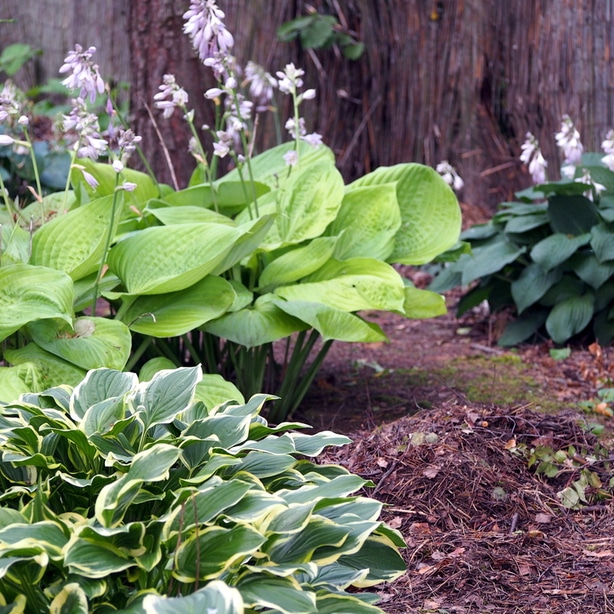 Consistent hostas theme Creating a consistent theme will create a more cohesive feel.
