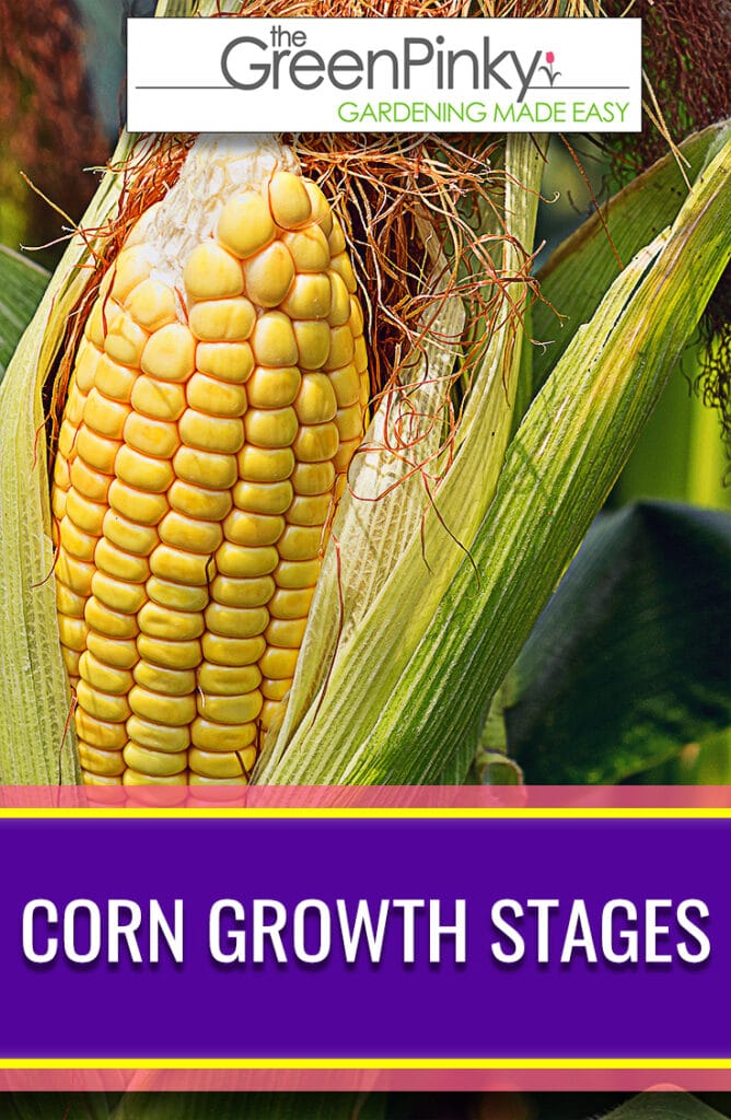 Learn all the growing stages of corn from its vegetative stages to its reproductive stages.