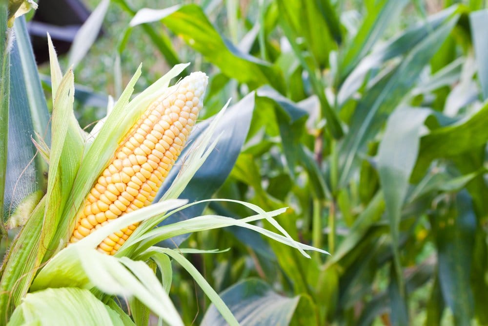 Corn Corn being grown next to cucumbers