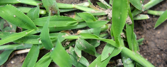 crabgrass growing on lawn needs to be removed
