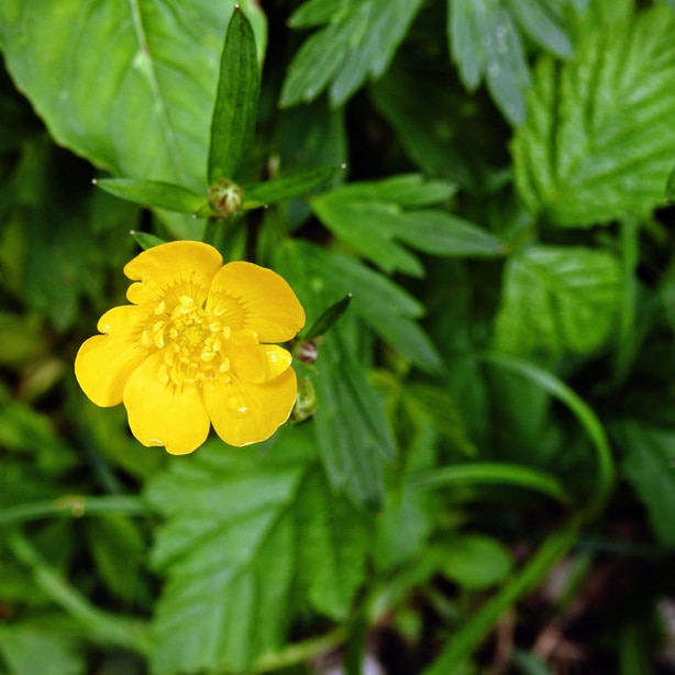 Creeping buttercups have yellow flowers