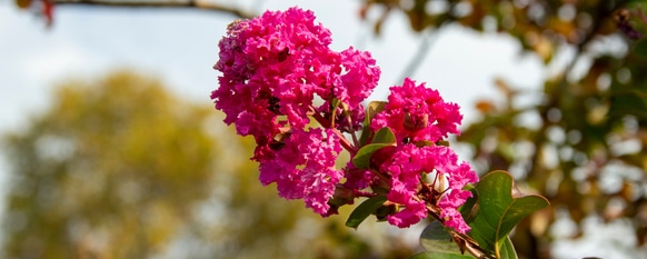 Crepe myrtle requires good fertilizer to flourish