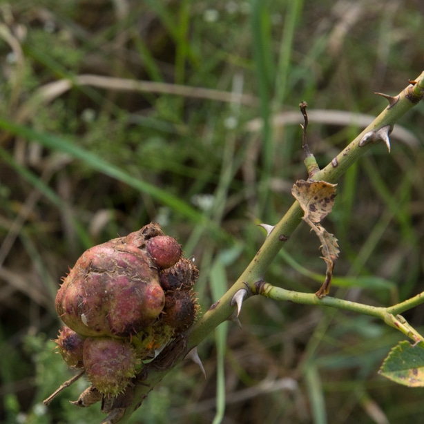 Crown gall forming spherical swellings around the crown.