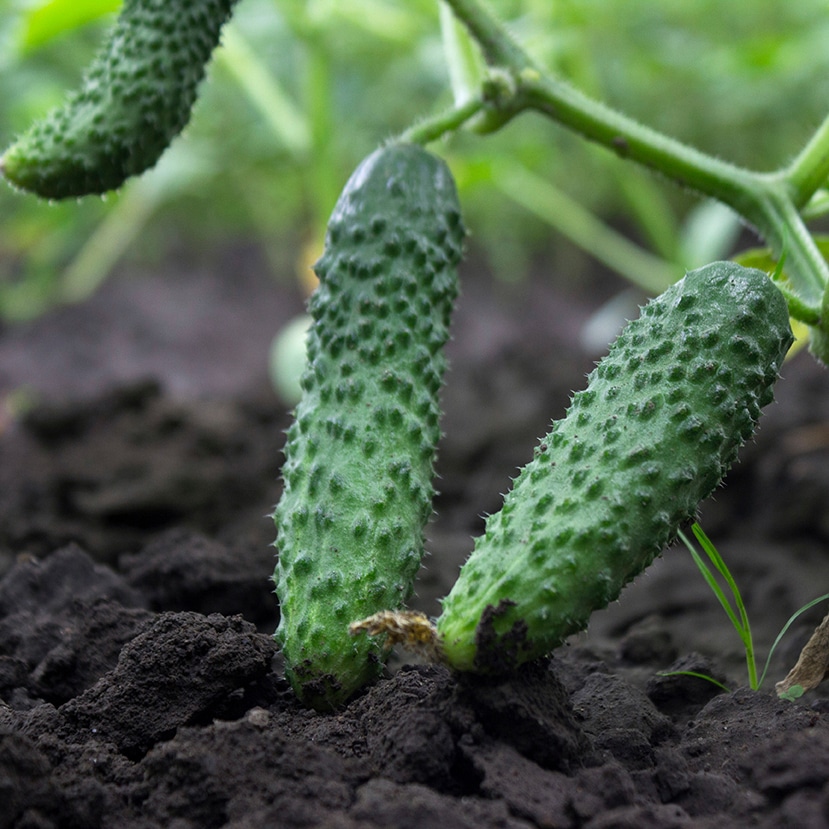 Cucumber growing Cucumbers growing from a vine