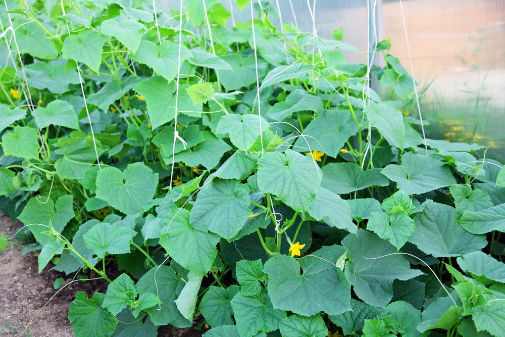 Companion plants A cucumber bush that has not yet yielded any cucumbers