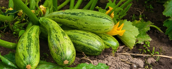 green fruit are ready for harvest with a blossom