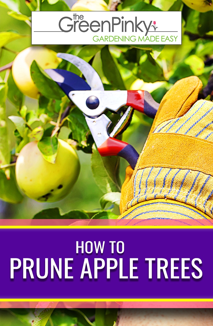 Need to Prune Your Apple Tree? — 8 Tips (that Work)