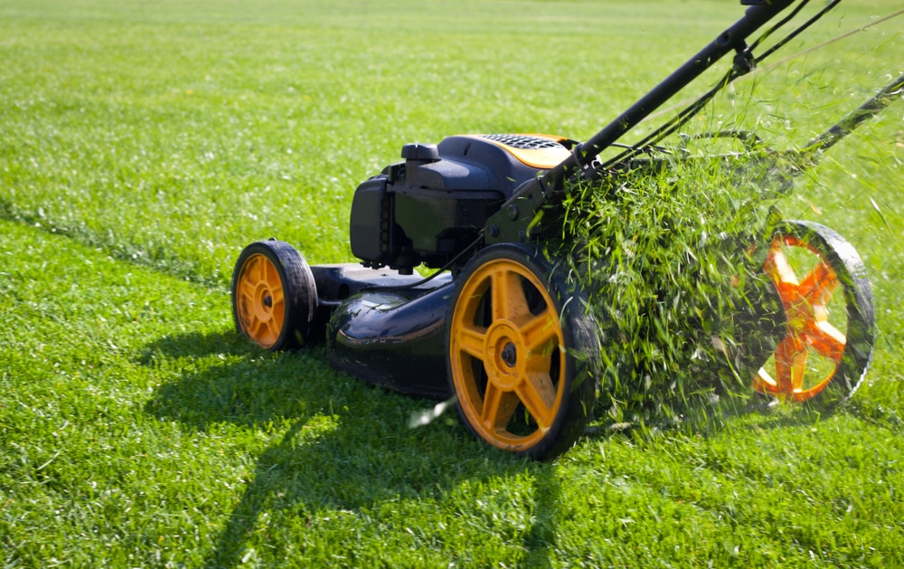 A man pushing a lawnmower with fresh clippings coming out of the back.