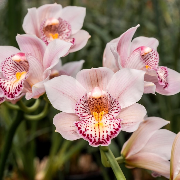 These orchids come in a wide array of colors