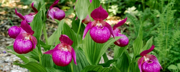 Cypripedium orchid flowers growing in the wild