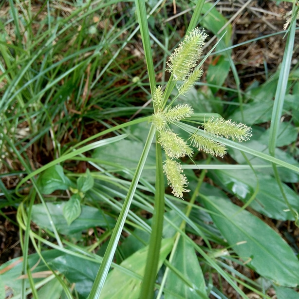 Cyprus esculentus is more common than its counterpart
