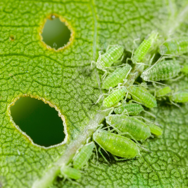 Damage leaf A hallmark signs of aphids is leaf damage