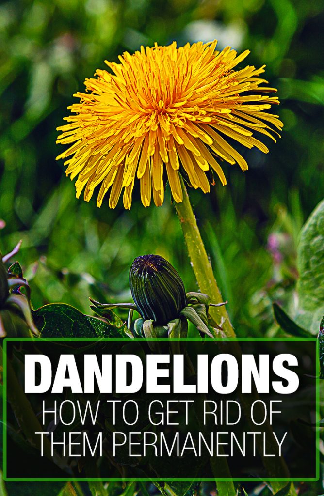 Dandelion weeds are tough to get rid of without a guide