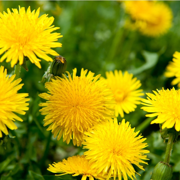 Dandelion will spread seeds if not dealt with