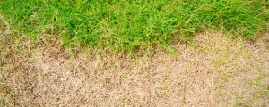 What to Do About Dead Grass