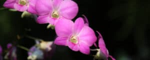 Dendrobium Orchid Care Guide