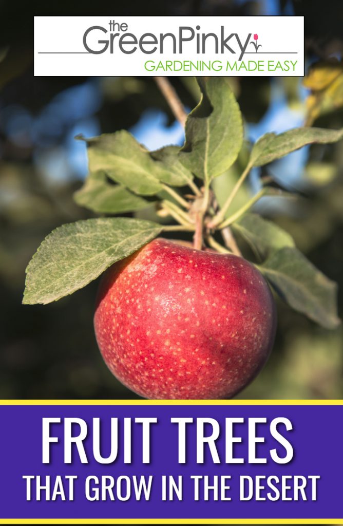 It is important to plant fruit trees that flourish in the desert