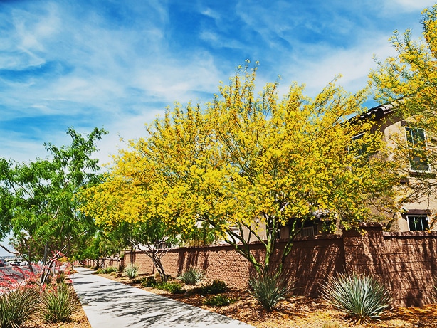 Desert museum is a type of desert tree