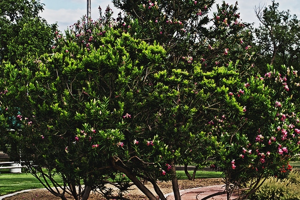 Desert willow can thrive in conditions that are dry and are very popular