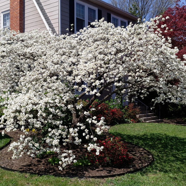 Dogwood trees attract beneficial insects and birds.