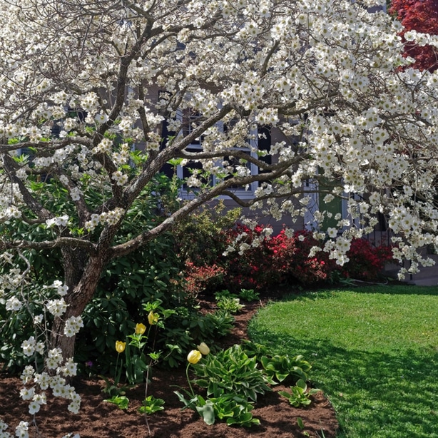 dogwood tree are beautiful centerpieces in gardens.