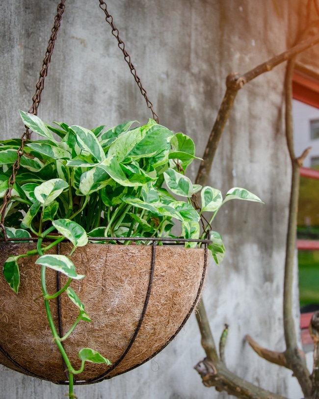 Devil's ivy house plant A devil's ivy plant is planted in a modern hanging basket.