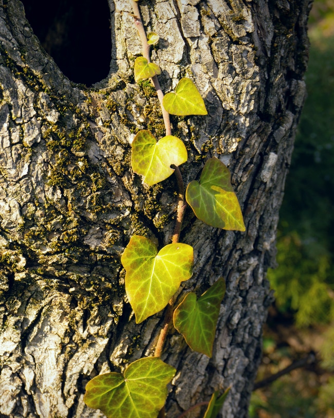 Devil's ivy outside A devil's ivy plant is seen naturally growing up a tree