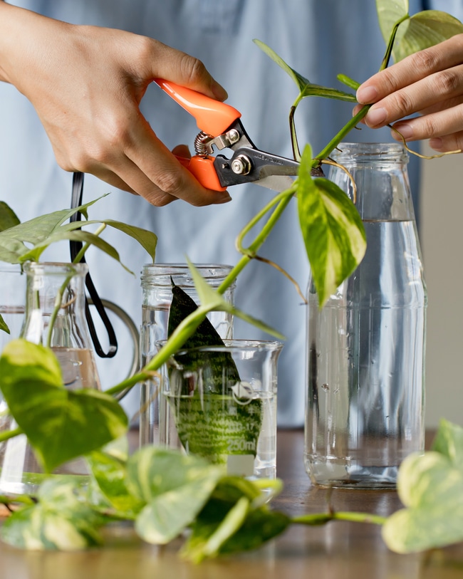Devil's Ivy propagation Someone with pruning shears cutting a devil's ivy vine