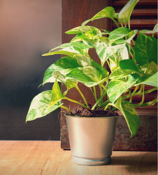 Devil's Ivy Toxic Pothos growing in a steel container on the ground can be toxic to pets.