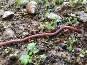 Dealing With An Earthworm Infestation in Your Lawn