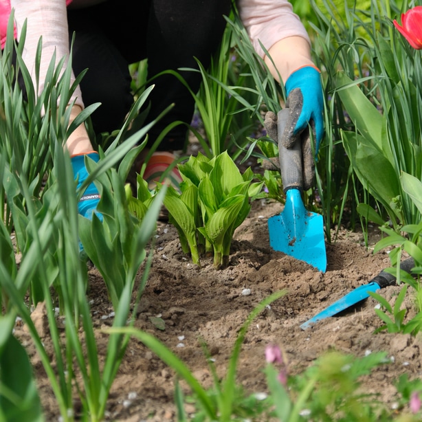 Digging out root ball Digging out the rootball is crucial to ensure survival of your plant
