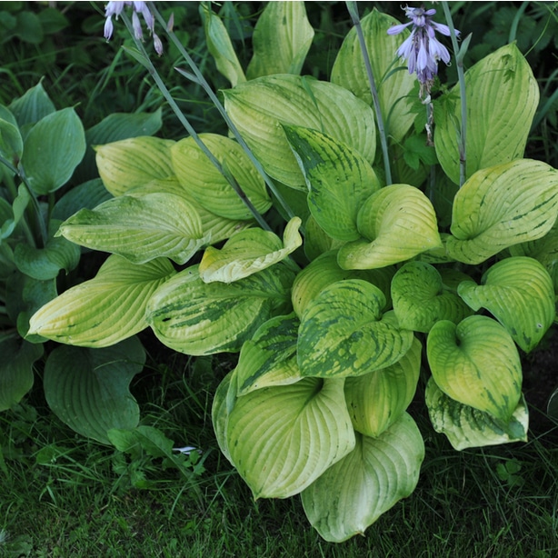 Diseases viruses Diseases and viruses can infect hostas such as the virus x