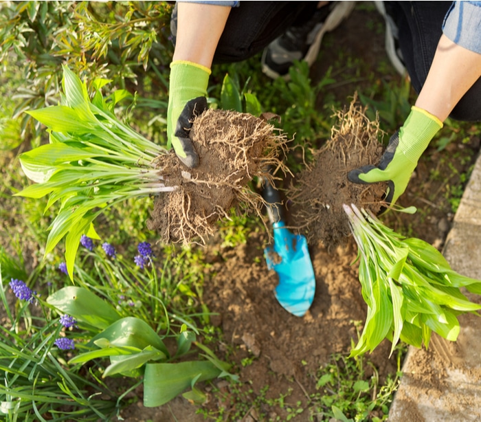 Dividing hosta Two parts of the plant come apart and can be transplanted to separate holes.