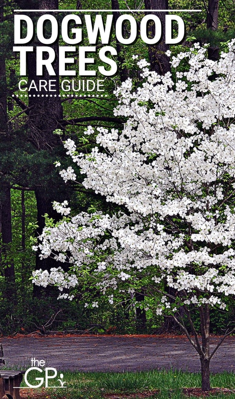 Caring For A Dogwood Tree Our Guide With Tips that Work 