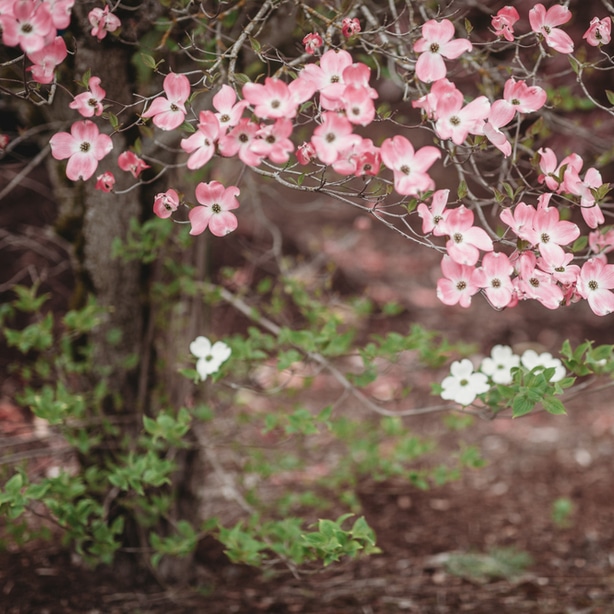 Dogwood produce beautiful blooms when given proper care