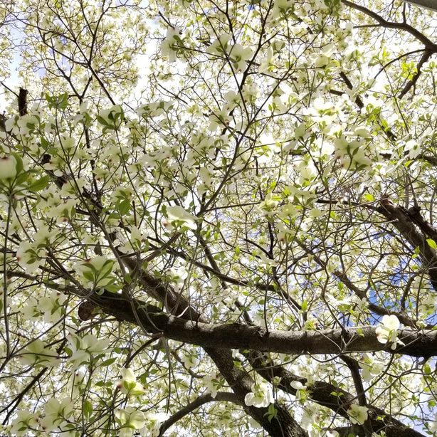 Dogwood foliage is just as beautiful as its flowers