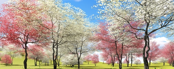 Beautiful dogwood trees that have bloomed