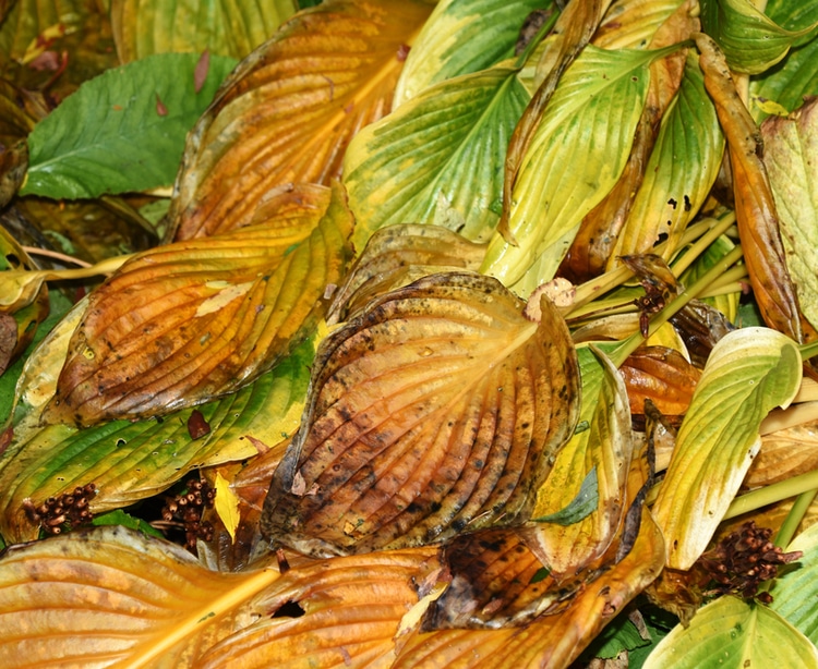 Dying in fall Once leaves are yellow and dying, they can be pruned back.