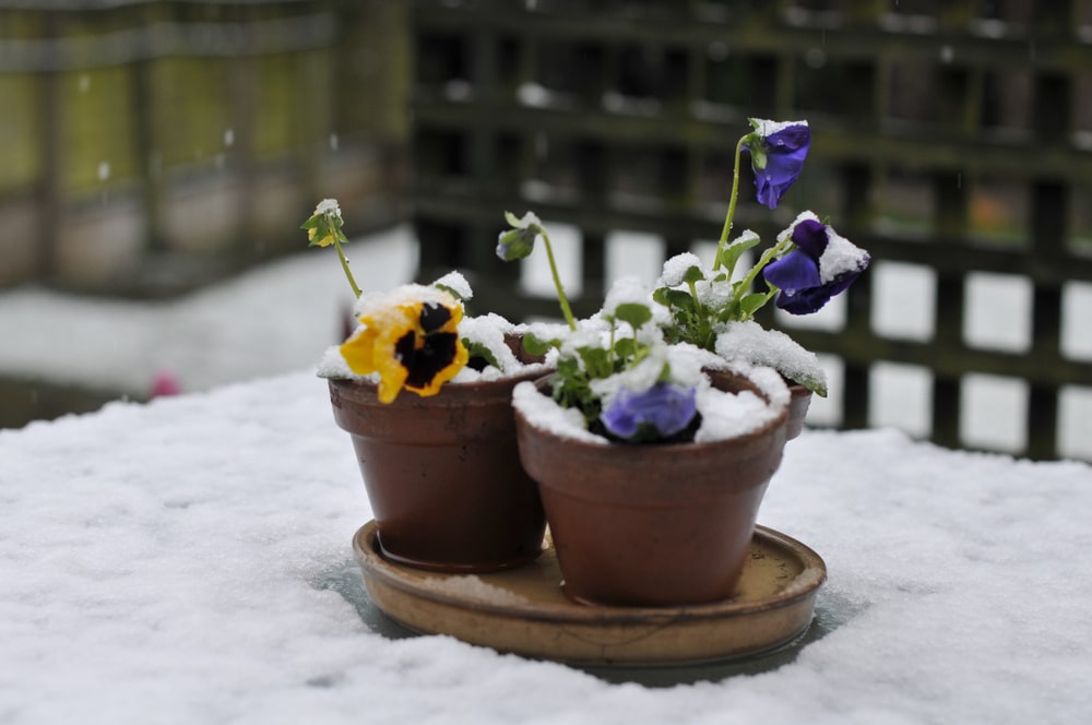 Without proper care, plants will die in winter frost