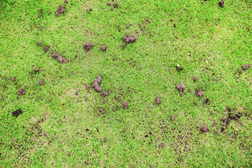 Earthworm castings make for good nutrients for the soil