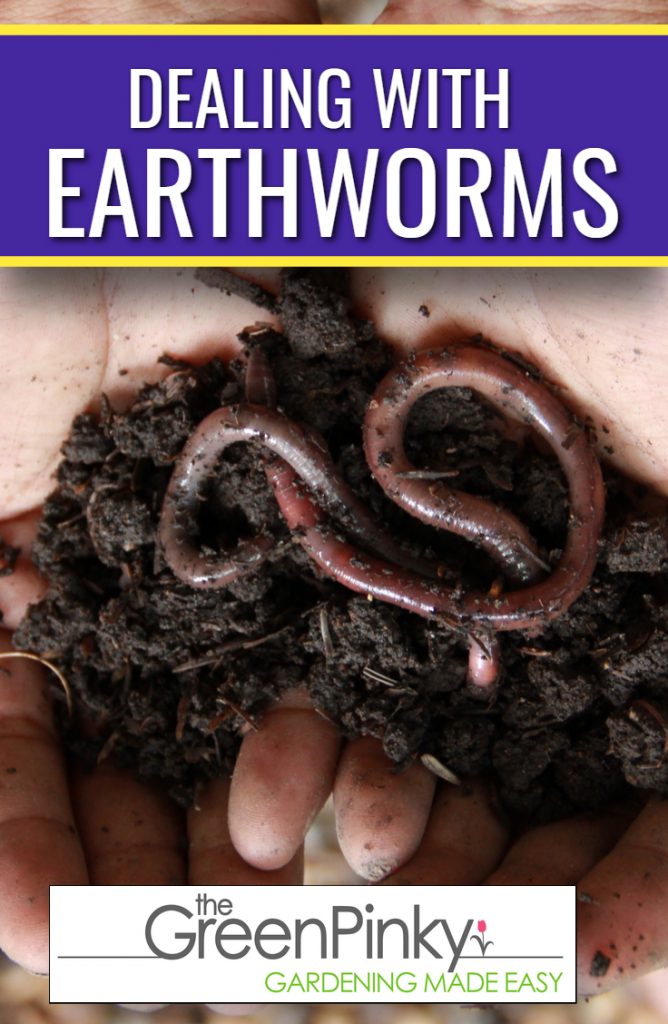 Earthworm infestations in lawn should be dealt with appropriately