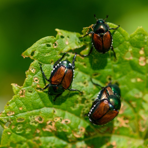 An example of this insect slowly eating its way through a leaf.