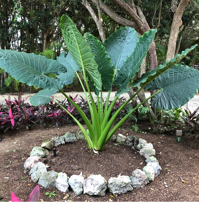 How to Grow Elephant Ear Bulbs? — Tips for Raising Them