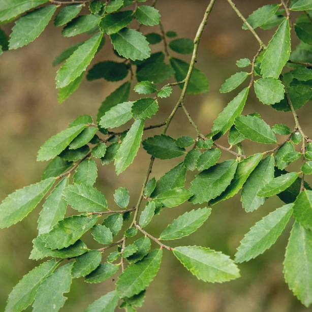 Elm tree leaves with no disease or pests due to proper maintenance.