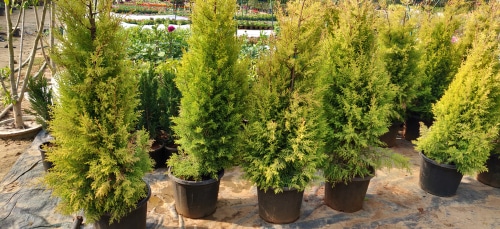 trees can be bought at local nurseries