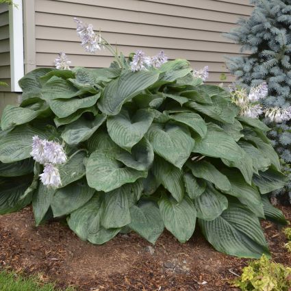 This is the largest cultivar that is a great spectacle for a garden.
