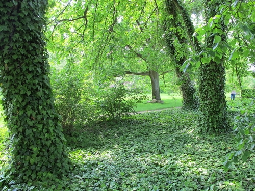 English ivy as a cover plant that is growing rampant