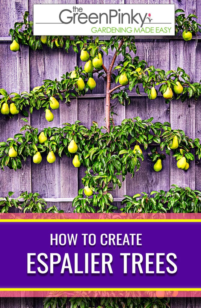 Espalier pears Pears can make a great candidate to create this structure that yields good harvests
