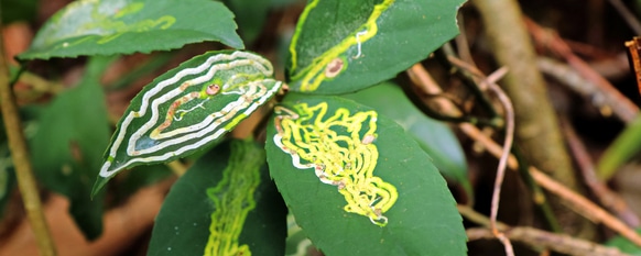 Identify and combat leaf miners with our guide