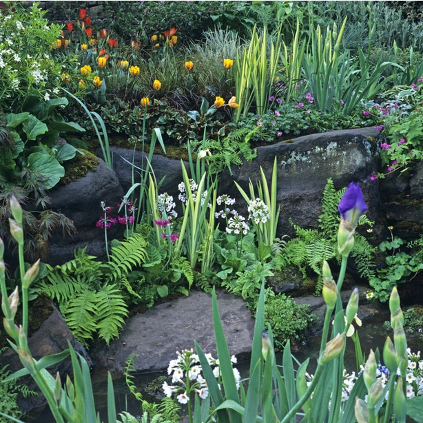example springtime plants Example of springtime plants that grow well without full sun